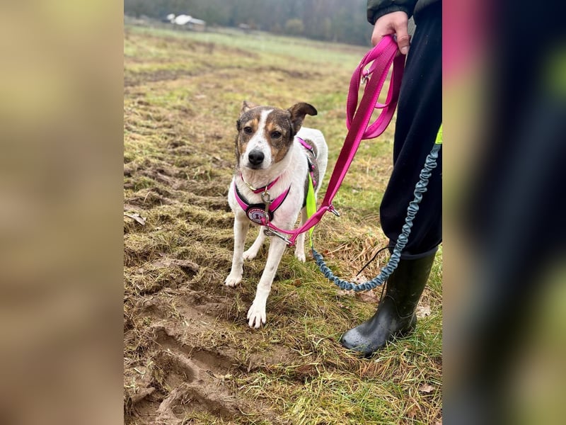 PRINCESS - sanfte, verschmuste Hündin sucht ihre Menschen