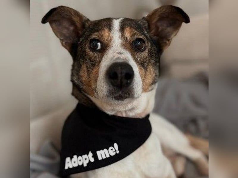 PRINCESS - sanfte, verschmuste Hündin sucht ihre Menschen