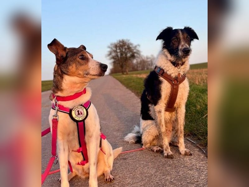 PRINCESS - sanfte, verschmuste Hündin sucht ihre Menschen