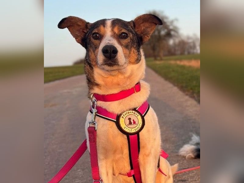 PRINCESS - sanfte, verschmuste Hündin sucht ihre Menschen