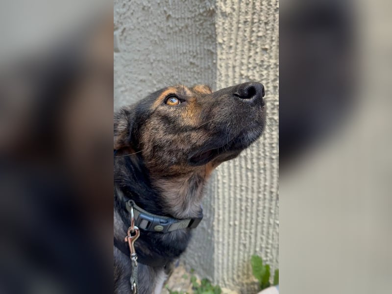 Ibiza, toller Junghund wartet auf seine Herzensmenschen