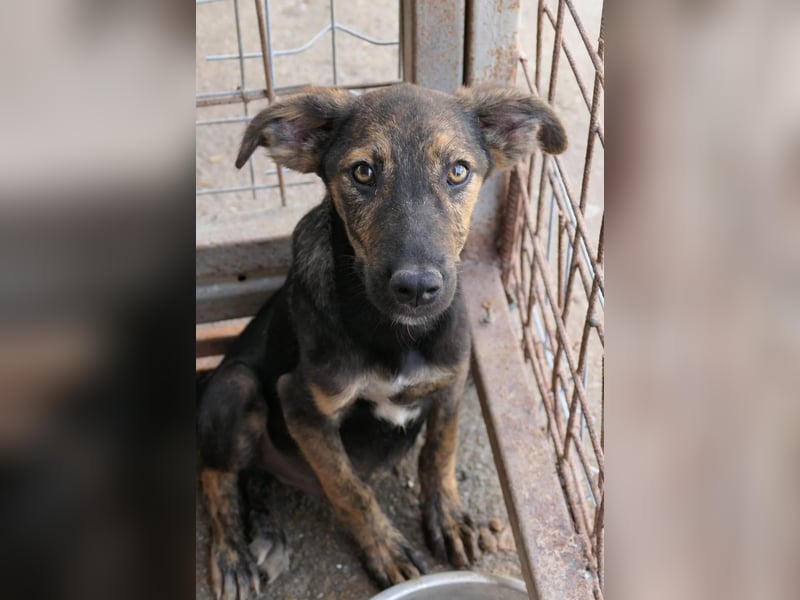 Ibiza, toller Junghund wartet auf seine Herzensmenschen