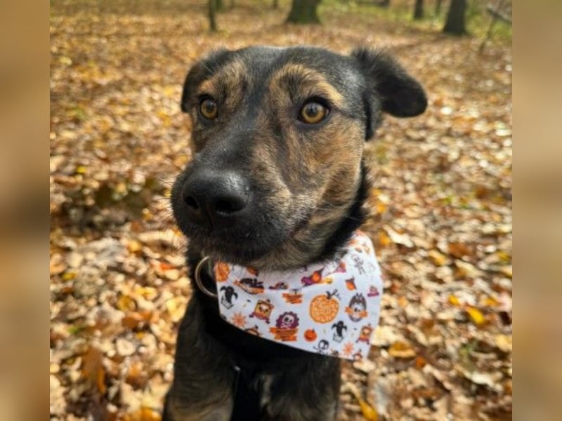 Ibiza, toller Junghund wartet auf seine Herzensmenschen