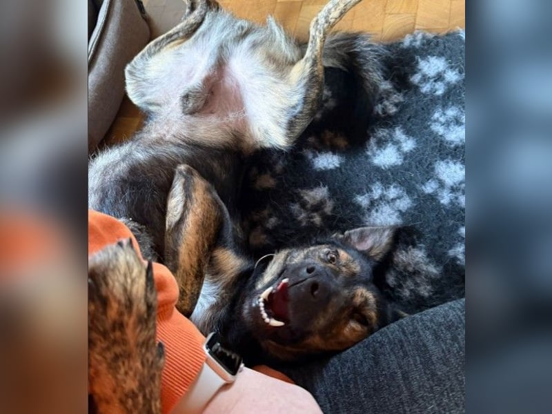 Ibiza, toller Junghund wartet auf seine Herzensmenschen