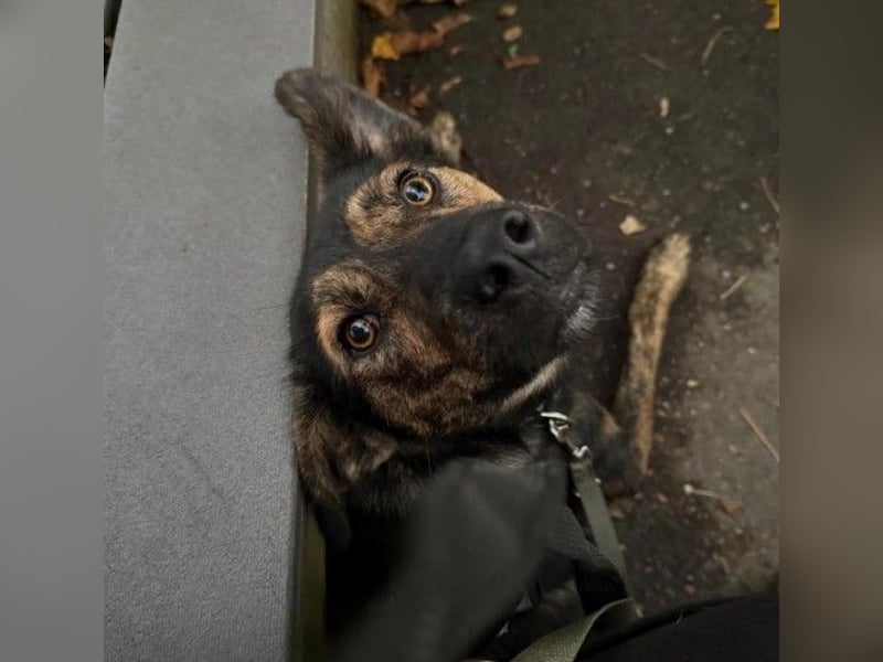 Ibiza, toller Junghund wartet auf seine Herzensmenschen