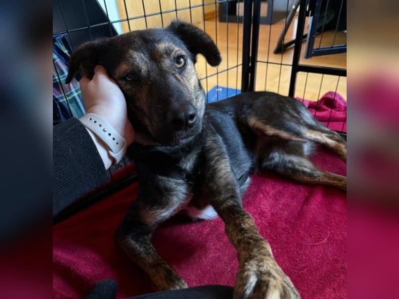 Ibiza, toller Junghund wartet auf seine Herzensmenschen