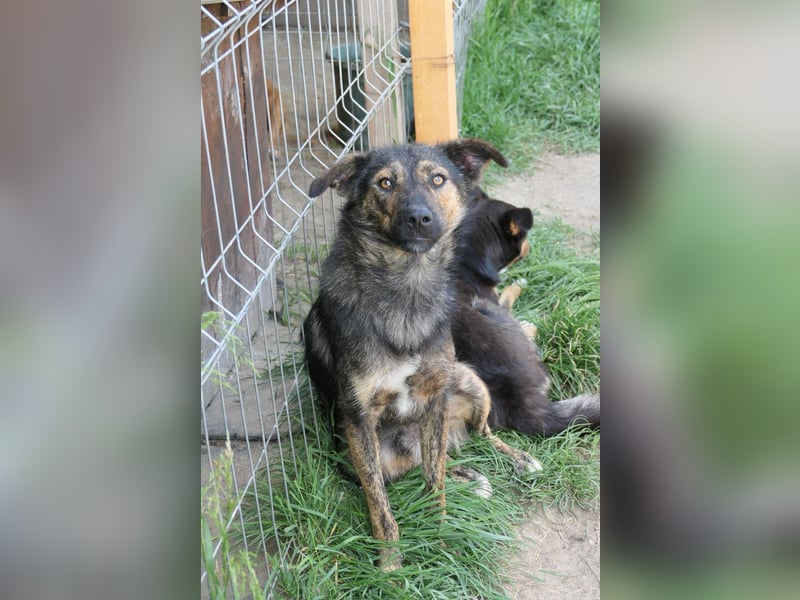 Ibiza, toller Junghund wartet auf seine Herzensmenschen