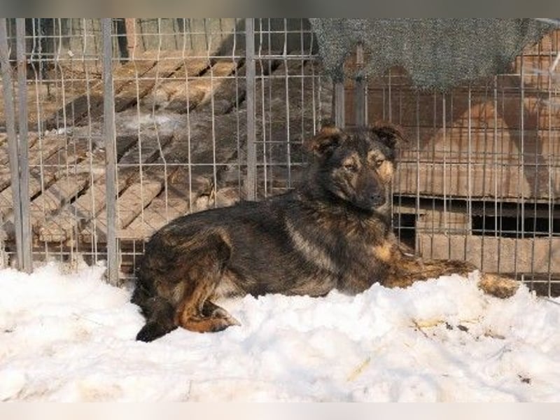 Ibiza, toller Junghund wartet auf seine Herzensmenschen