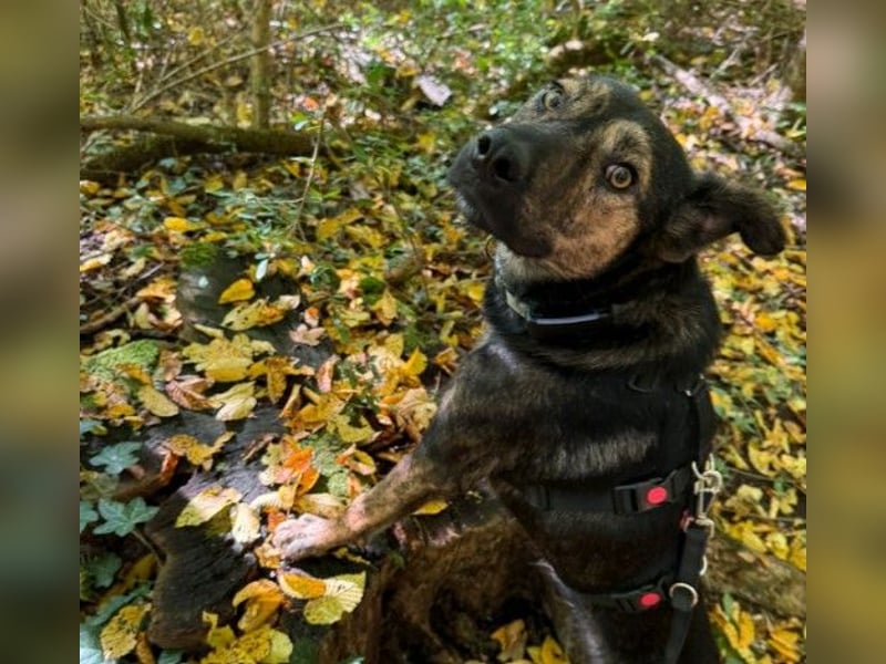 Ibiza, toller Junghund wartet auf seine Herzensmenschen