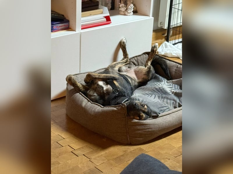 Ibiza, toller Junghund wartet auf seine Herzensmenschen