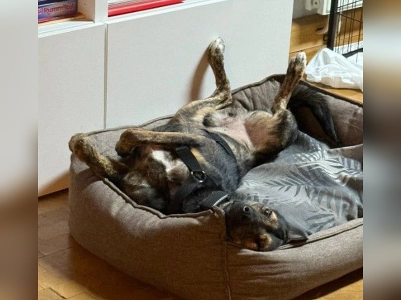 Ibiza, toller Junghund wartet auf seine Herzensmenschen