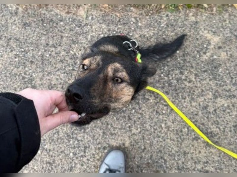 Ibiza, toller Junghund wartet auf seine Herzensmenschen