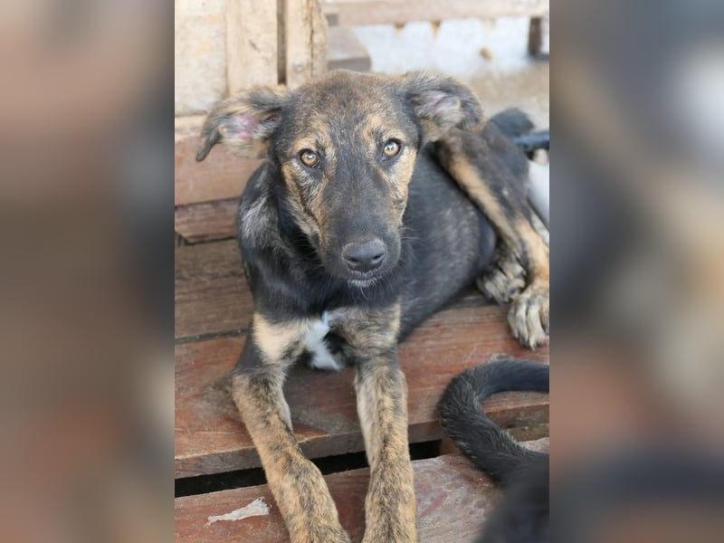 Ibiza, toller Junghund wartet auf seine Herzensmenschen