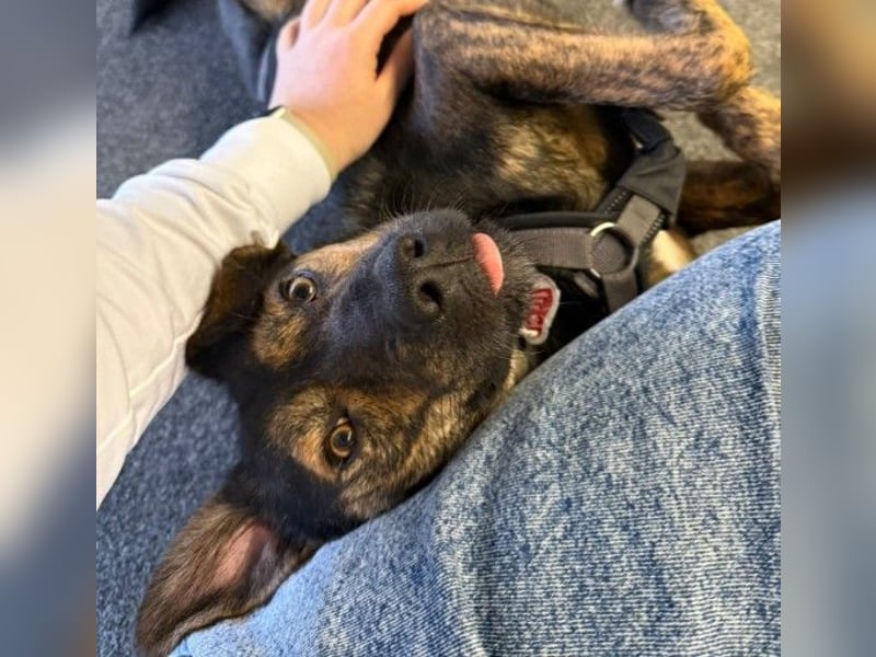 Ibiza, toller Junghund wartet auf seine Herzensmenschen