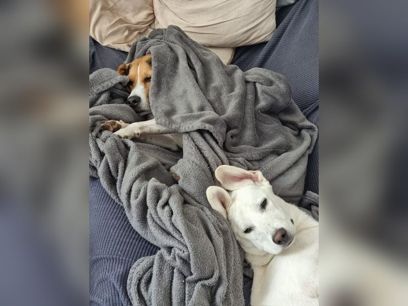 YANG sucht ein Zuhause