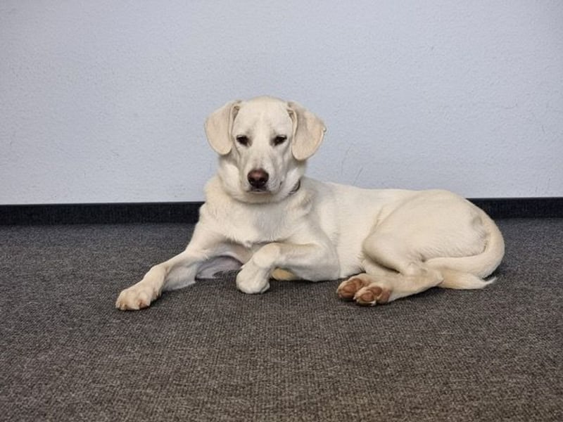 YANG sucht ein Zuhause