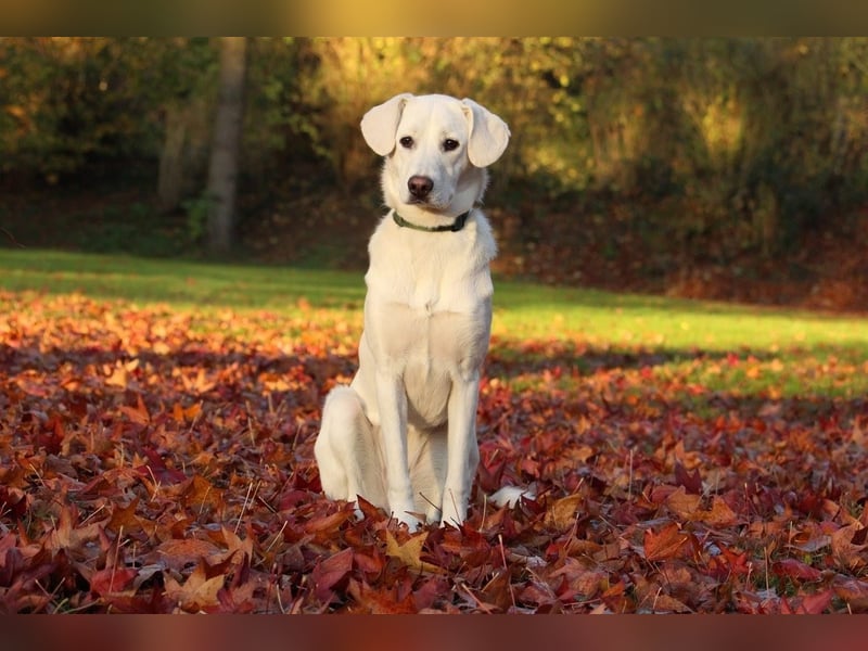 YANG sucht ein Zuhause