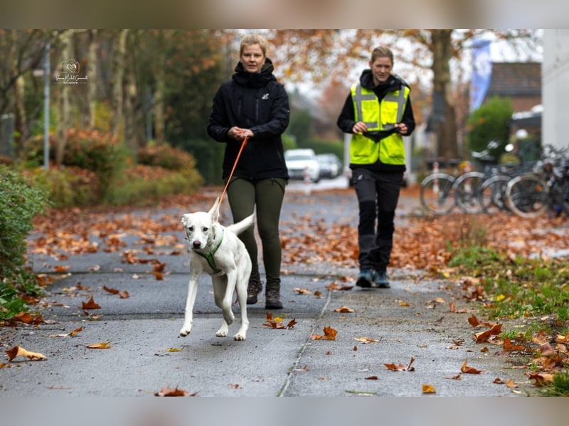 YANG sucht ein Zuhause