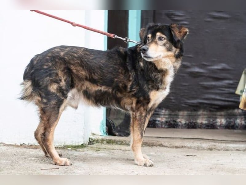 Trencho - liebevoller Senior