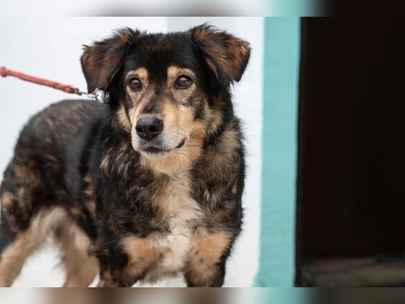 Trencho - liebevoller Senior