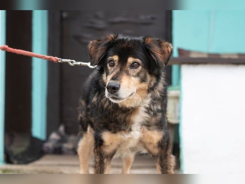 Trencho - liebevoller Senior