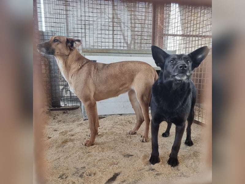 Helen, ruhiges Zuhause gesucht. Gerne als Zweithund