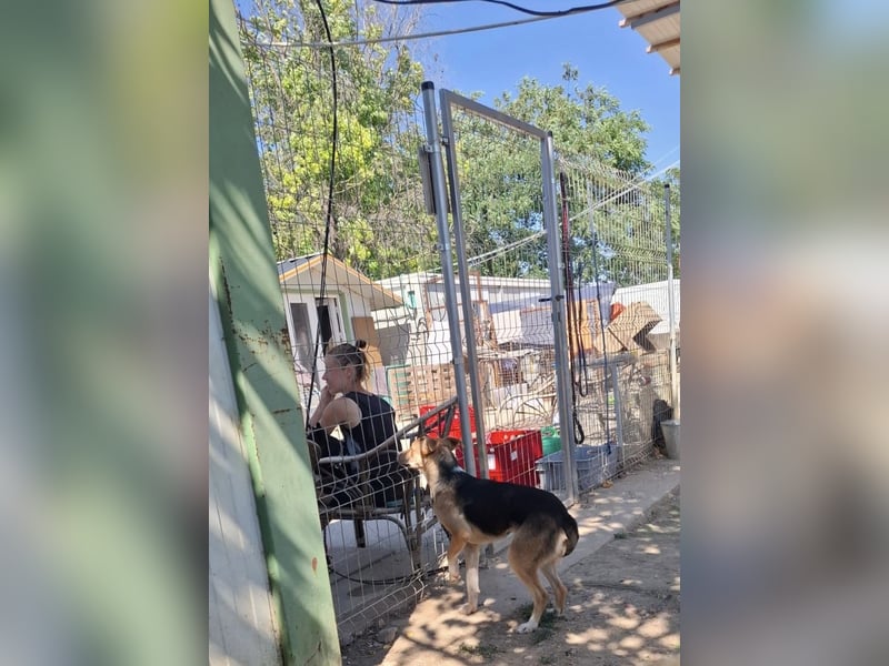 Lotte, gut handelbares Hundemädchen