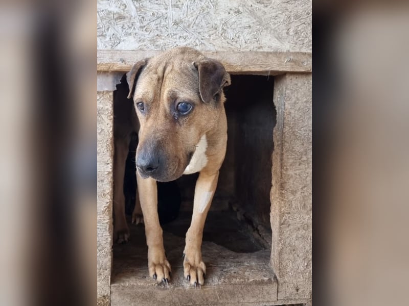 Szilva sucht ruhiges Zuhause