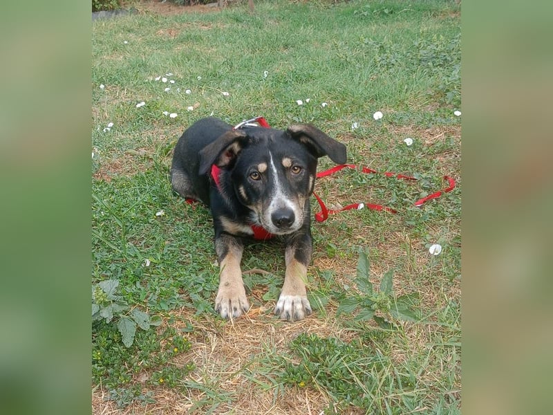 Nelly sucht ein zu Hause