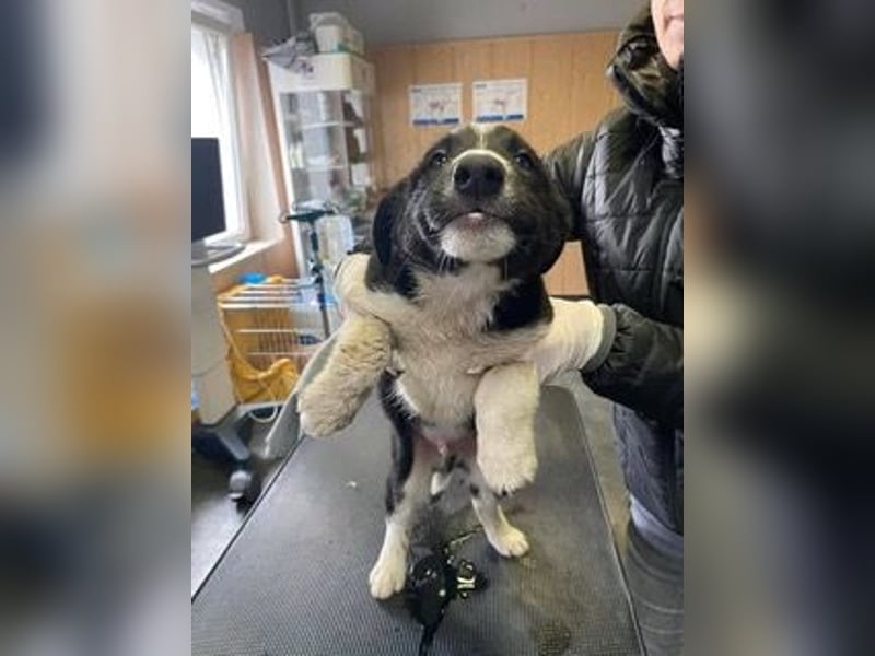 Budi sucht eine aktive Familie
