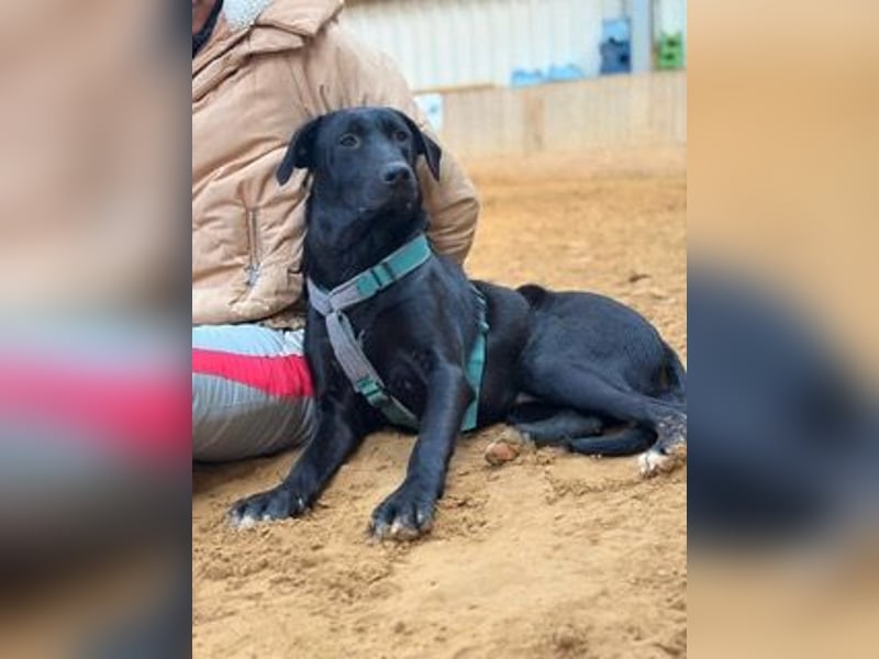 Rebeka, freut sich auf ihre Menschen auf Pflegestelle in Kerpen