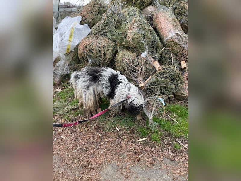 Fontos, unser Notfällchen sucht schönes Plätzchen
