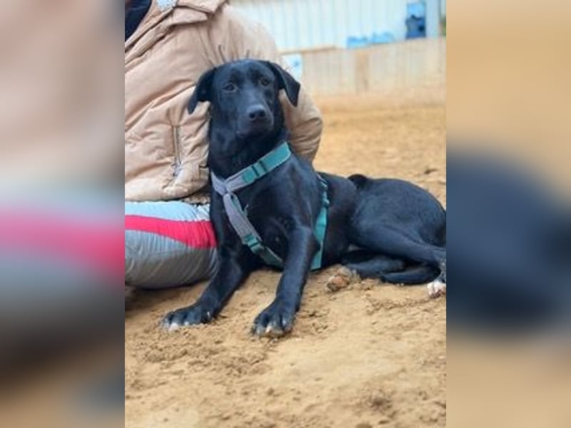 Rebeka, freut sich auf ihre Menschen auf Pflegestelle in Kerpen