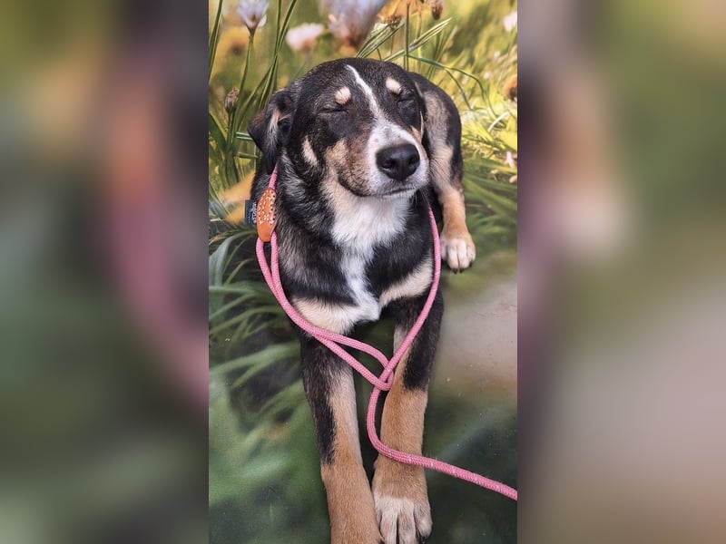 Nelly sucht ein zu Hause