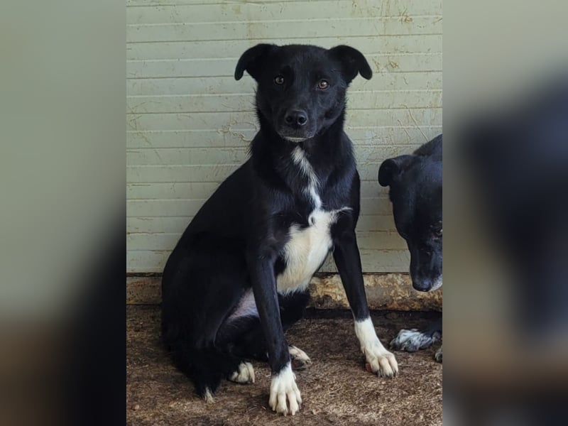 Vila, 3-jähriges Hundemädchen,  ca. kniehoch, neugierig, sozial, verspielt)