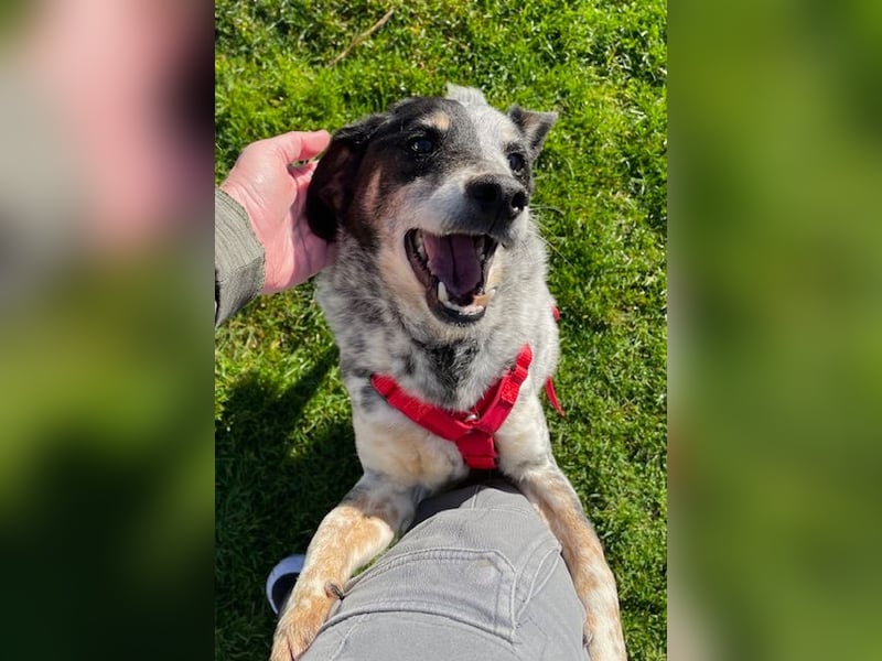 Pepsi, süßer Senior spielt noch gerne Ball