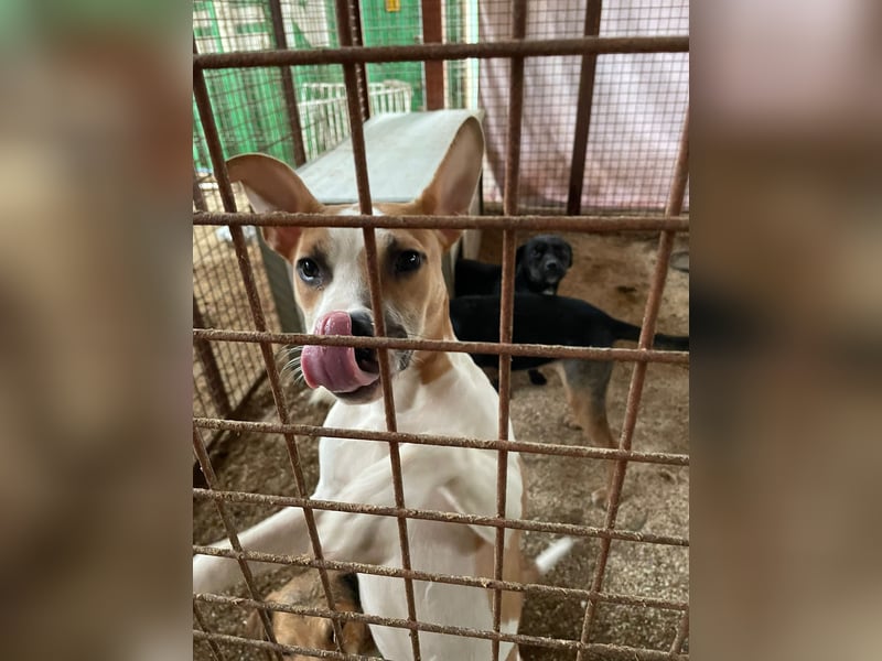 Tina, verspielt und freundlich. Vermittlung nur nach A/CH/NL oder SWE