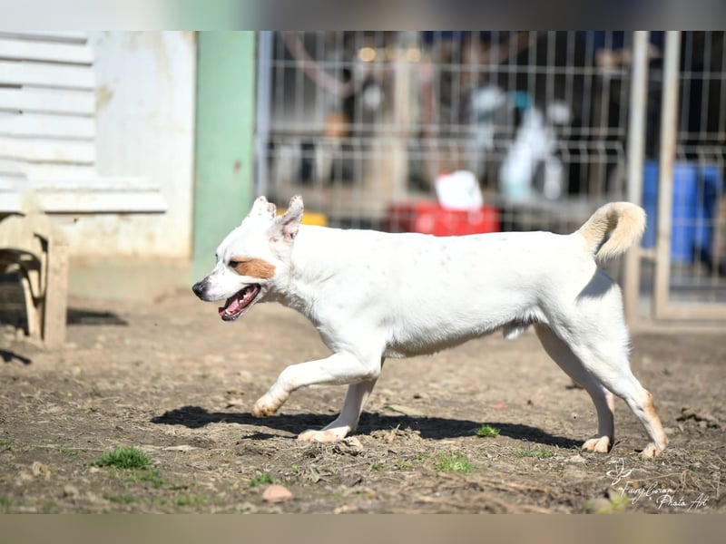 Imre , erobert alle Herzen im Sturm, möchte endlich gesehen werden