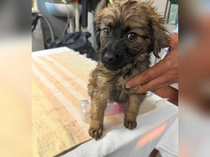 Wonderwoman, kleine Kämpferin sucht Traumzuhause