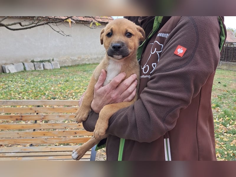 Steve, ein zauberhafter Welpe sucht….