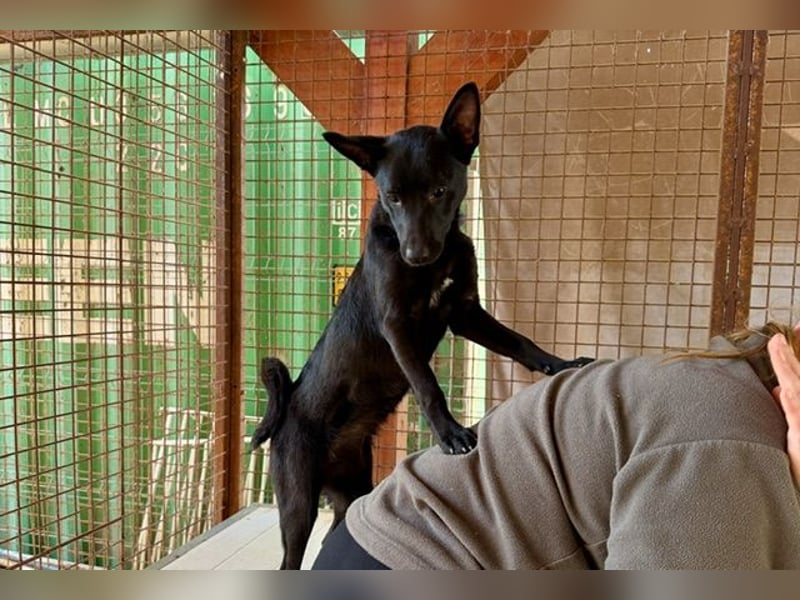 Sonic, kleiner aktiver Sonnenschein sucht…