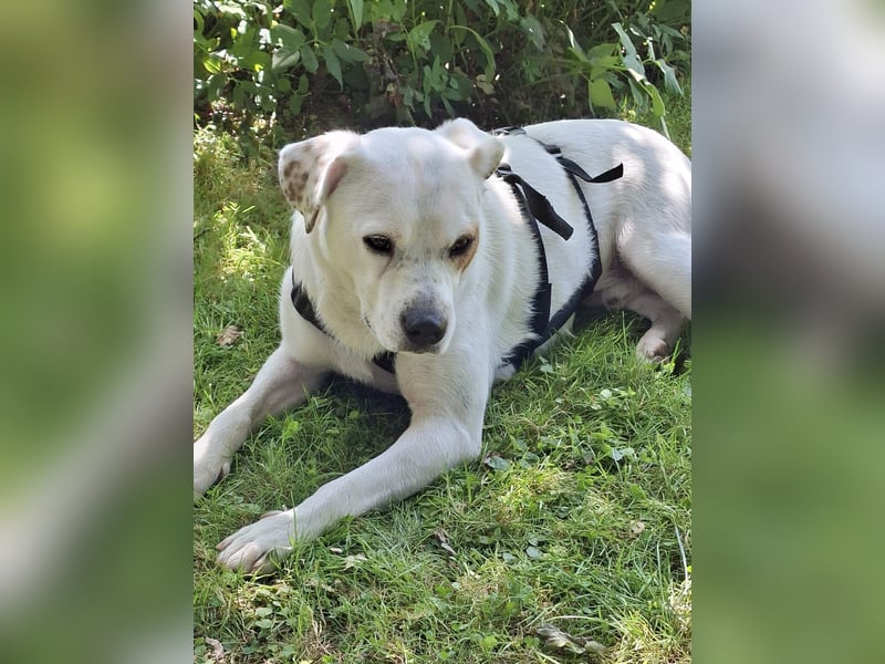 Imre, super lieb möchte endlich bei seinen Menschen ankommen