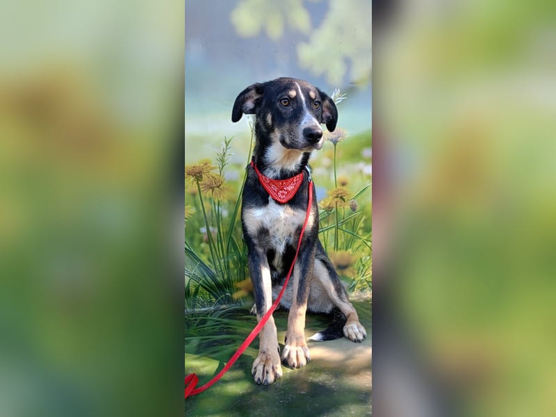 Nelly sucht ein zu Hause