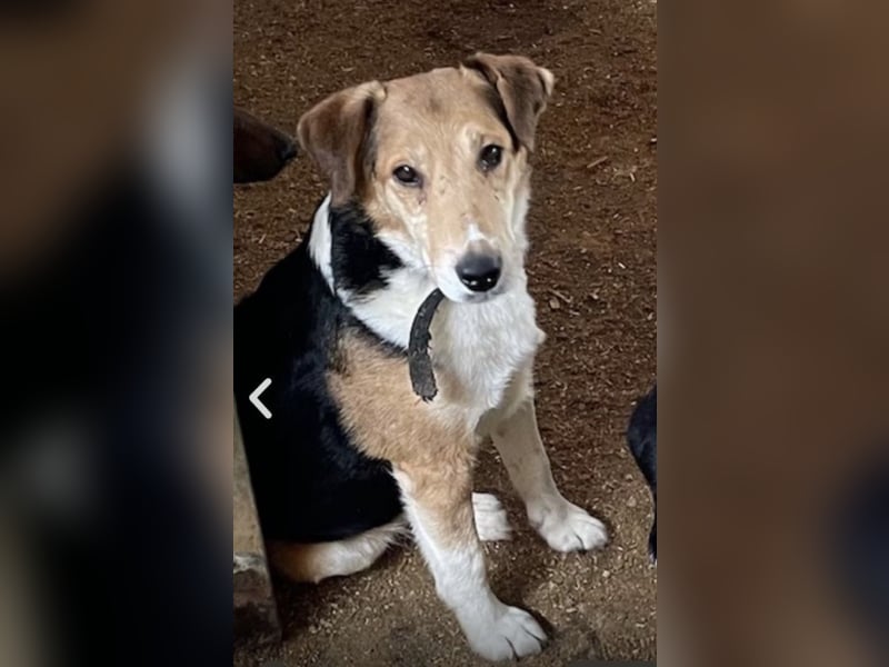 Lucky, Glück im Unglück….super lieb und freundlich