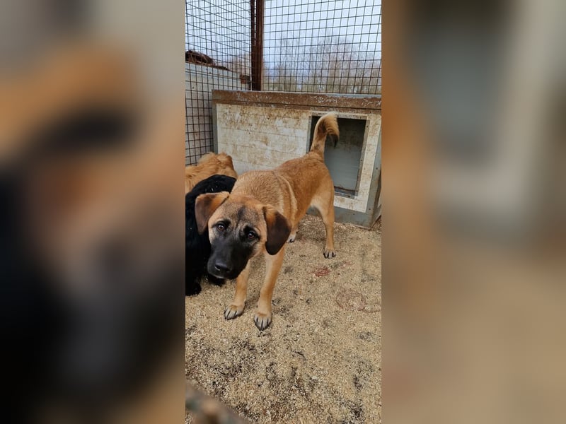 Lukretia sucht liebevolles Zuhause