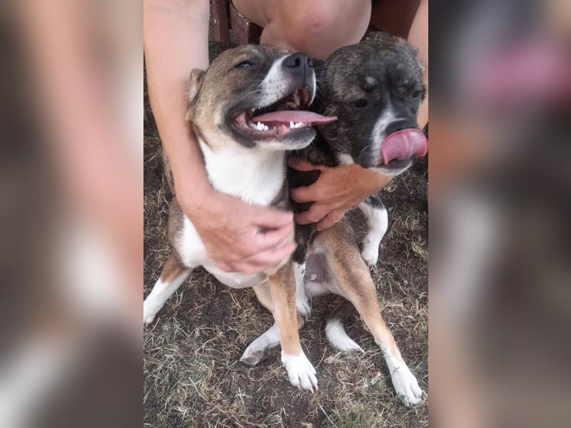 Holly, verspielt und niedlich