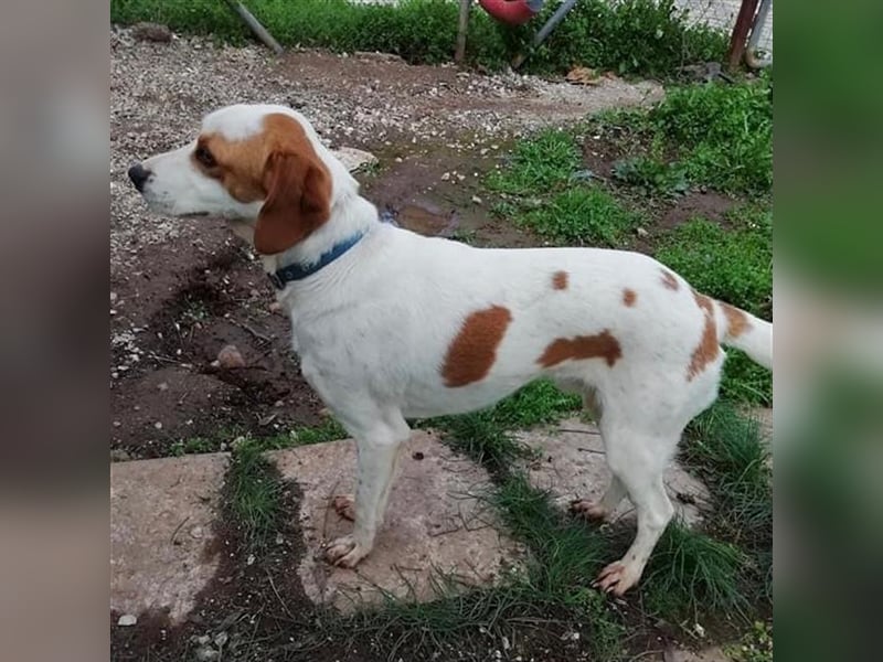 Lio- Mischlingshund sucht ein Zuhause/Pflegestelle