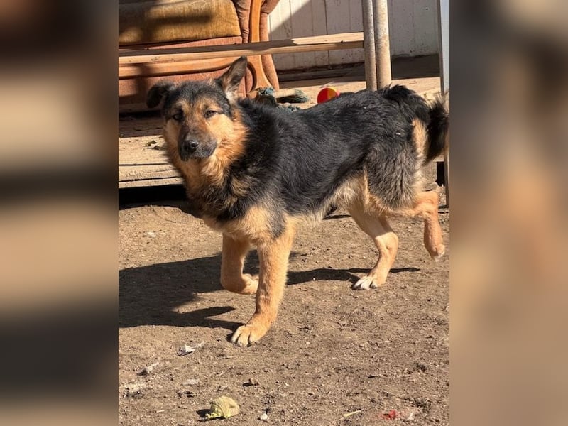 Csiribi, Rasselbande sucht ein schönes Zuhause