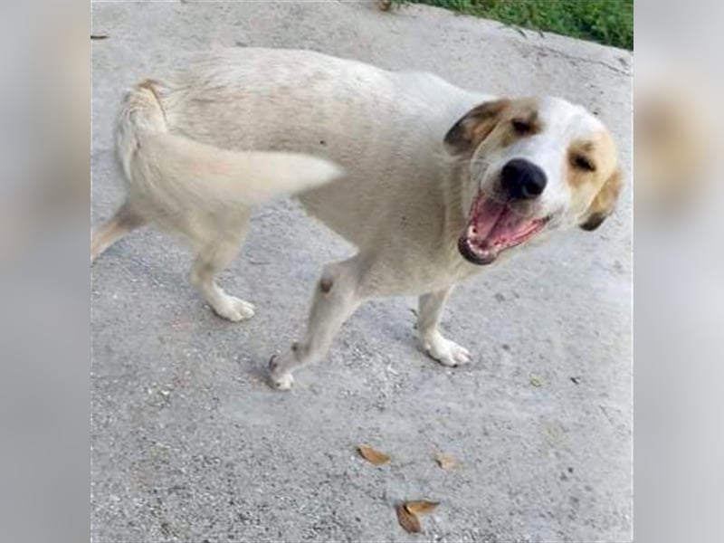 Simba- Mischlingshund sucht ein Zuhause/Pflegestelle