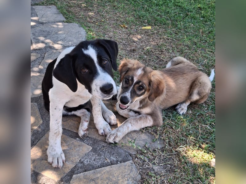 Sophia sucht ein Zuhause / eine Pflegestelle